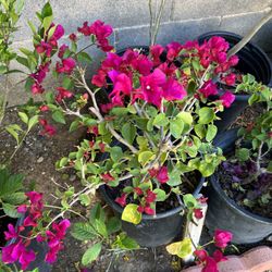 5 Gal Bougainvilleas Bushes