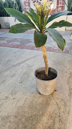 Plumeria white Flower very healthy