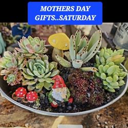 PLANT SALE. SUCCULENT SALE THIS SATURDAY IN SAN LORENZO 1PM TO 5PM