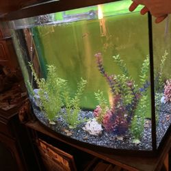 Bow Front Fish Tank Reptile Tanks With Led Lights Or Screens