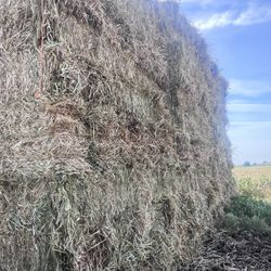 Hay (3 Way) 