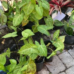 Arrowhead Plant .1.00-4.00. 10 Plants Left