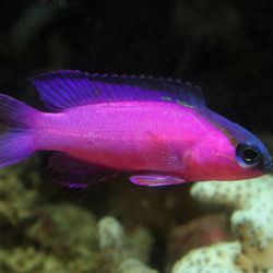 Reef fish decorations black cap basslet fish