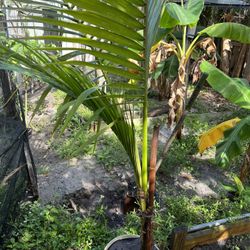 Coconut 🌴 Tree