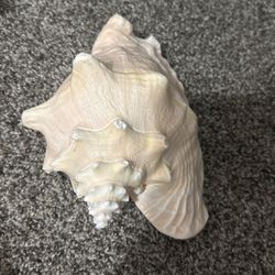 Conch Shell- Large