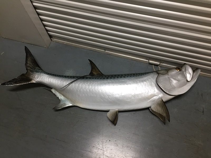 Florida Tarpon Mount