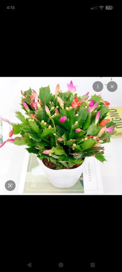 4 plants in each pot ,Thanksgiving cactus Not sure of the colors