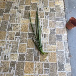 Cilíndrica Snake Plant 