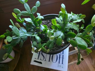 Easter cactus