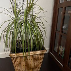 Bamboo Basket/Planter 