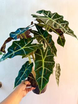 Plants (6”pot🌿Alocasia “African Mask” Polly )
