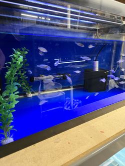 Fish tank decor