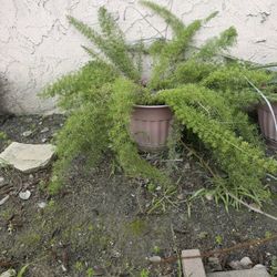 Foxtail Fern Plant With Big Pot