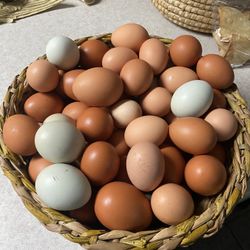 Fresh Eggs In Kingsport