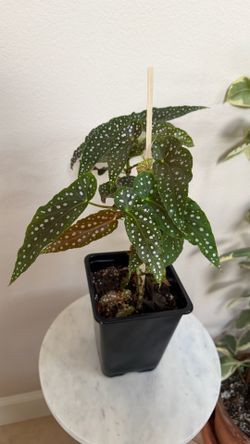 Angel Wing Begonia
