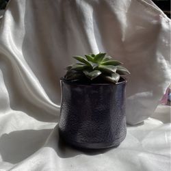 Real succulent with pot🌱
