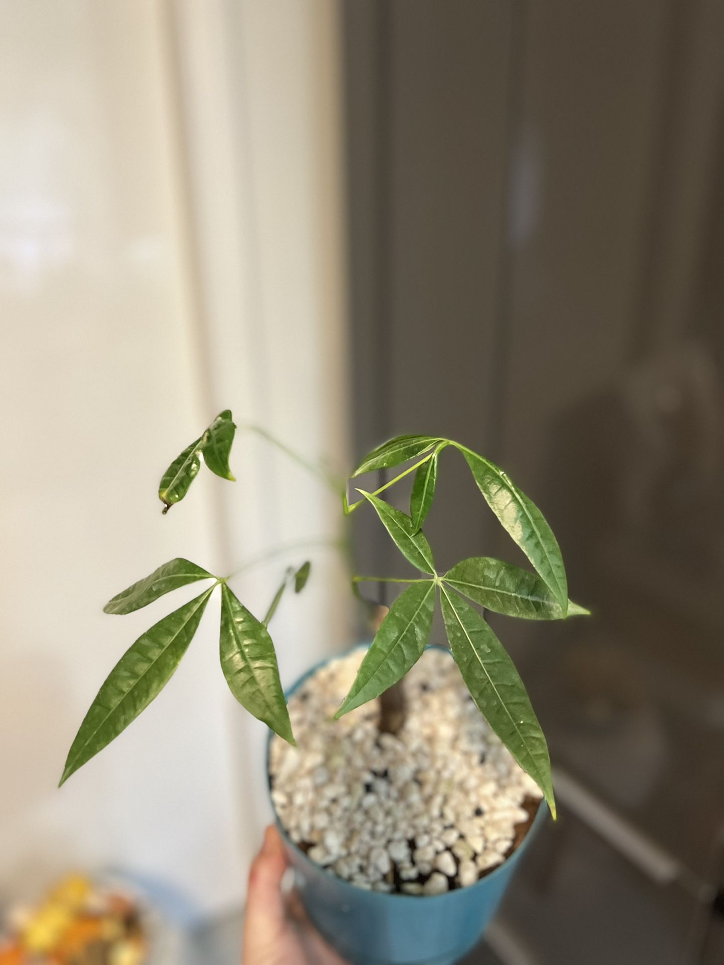 Houseplant Money Tree Bonsaii