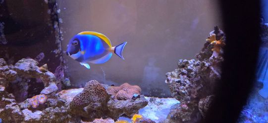 Powder Blue Tang 6in