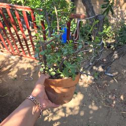 Money Tree Plant, Planta Del Dinero