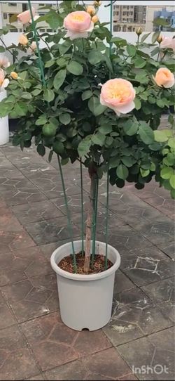 Very rare tree rose- Juliet  ,  Large plant in 5 gallons pot