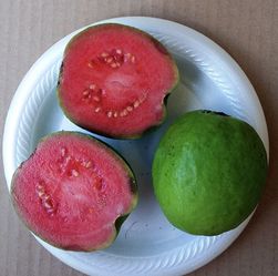 Ruby Supreme Red Guava Fruit Trees