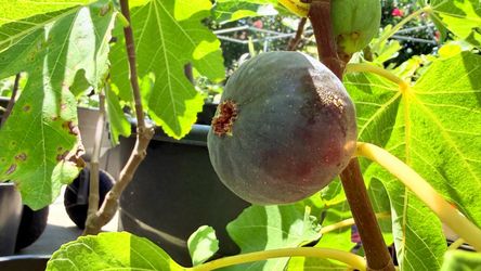 2 Large Purple-Fig Trees – Black Jack / Black Mission Type – $60 Each or 2 for $100