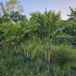 Crhistmas Palms Doubles And Triples 