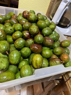 Jocote/ciruela frescas $15 la libra y nance fresco $10