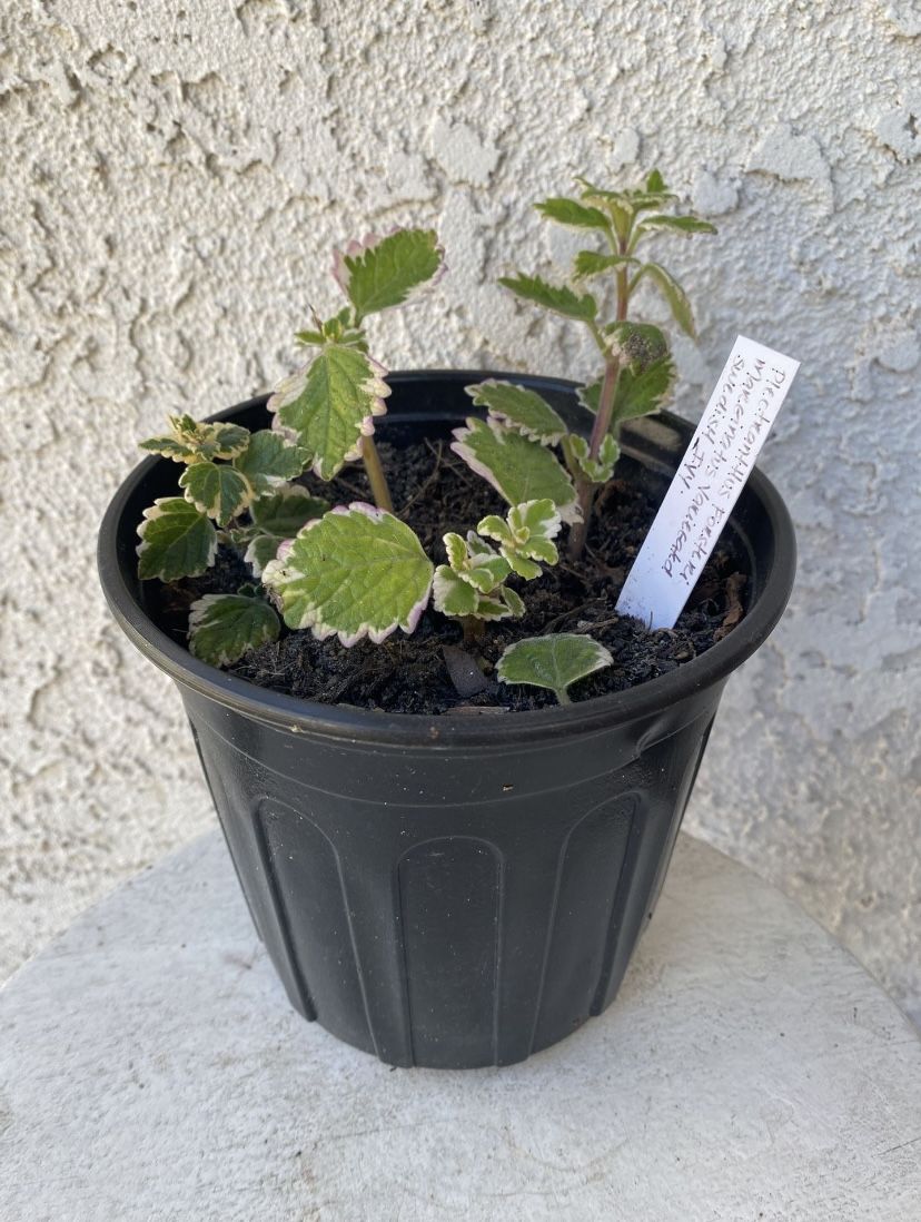 1 Gallon Pot Succulent Plant - Swedish Ivy - Plectranthus Forsteri Marginatus Variegated - Established Plant - Drought Resistant -🪴