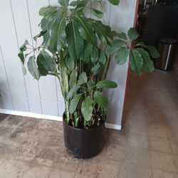 Live 4 Foot indoor Potted plants. 75. Each. All 3 For 200