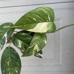 Beautiful Albo Epi Plant 