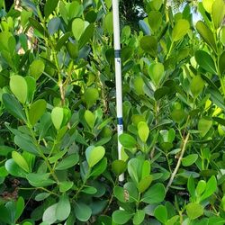 Clusia Price with Installation 15g