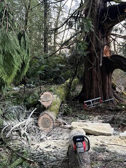 Free Firewood  - Update 12/26 Thumbnail