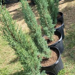 Italian Cypress Pine 