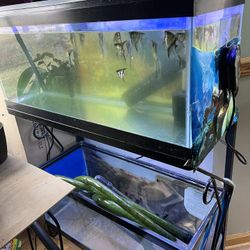 2 Fish Tanks 20 Gallon Breeders