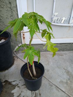 Papaya mexican