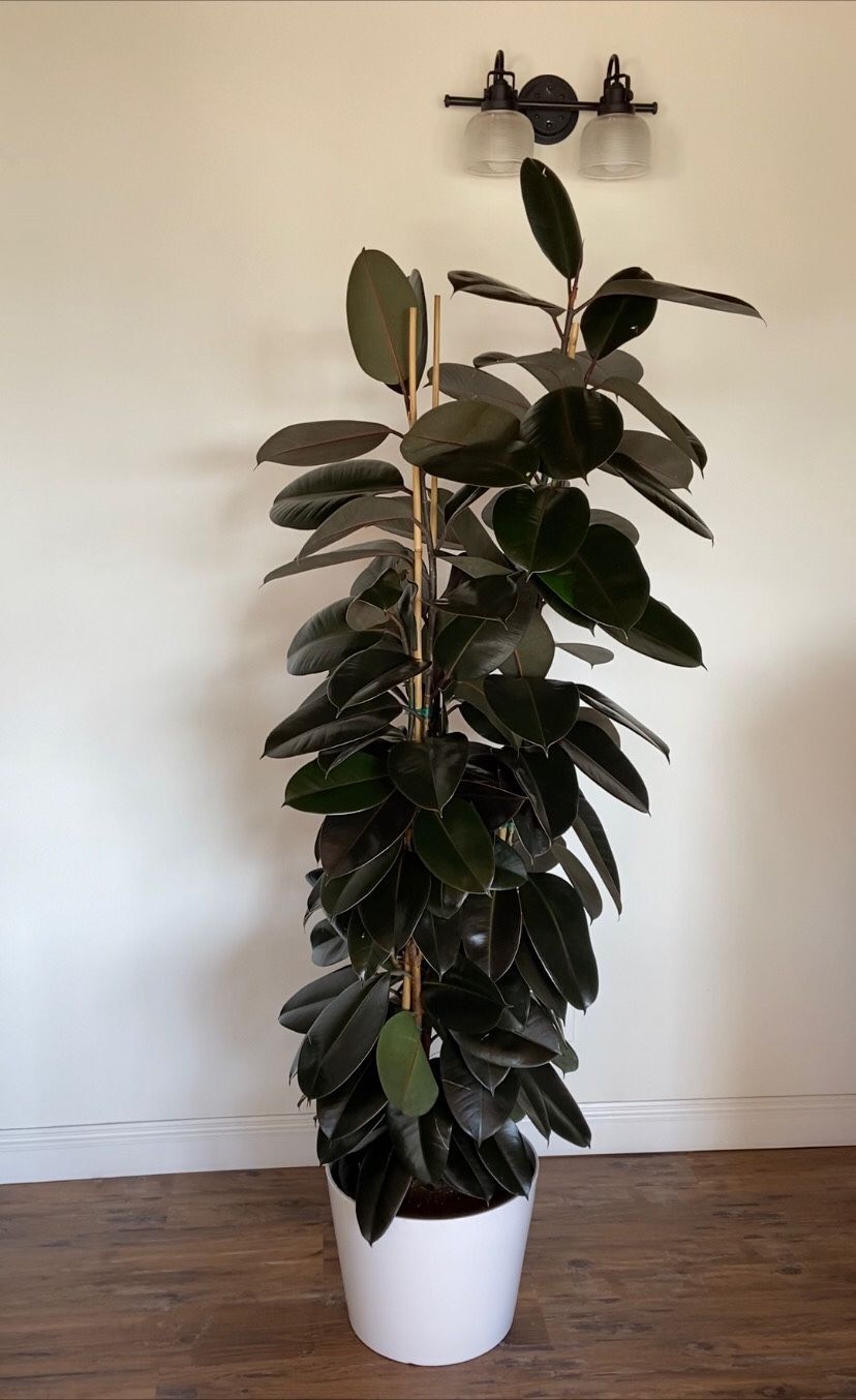 Plants