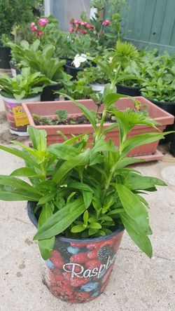 Perennial flowers in the pot 5$ each (Sweet Williams)