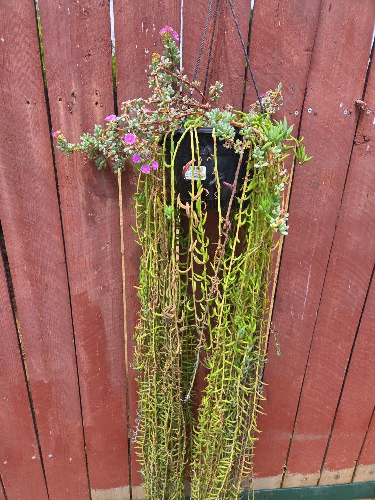 Hanging Suculent Platanillo Plant