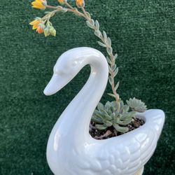 Flowering Succulent In A Swan Display