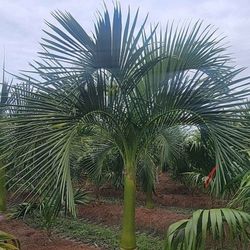 elegant palms  exotic  beautiful palm available 