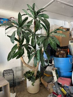 Palm three