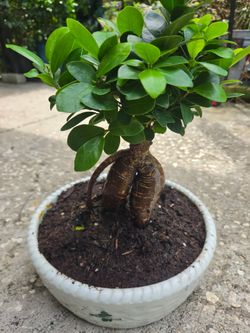 Ficus Bonsai Plant