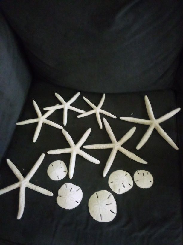 Sand dollars And Starfish Bundle Sale DO NOT MISS OUT 