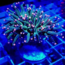 🔥 Saltwater Reef Fish Tank Aquarium Fake Decorations 