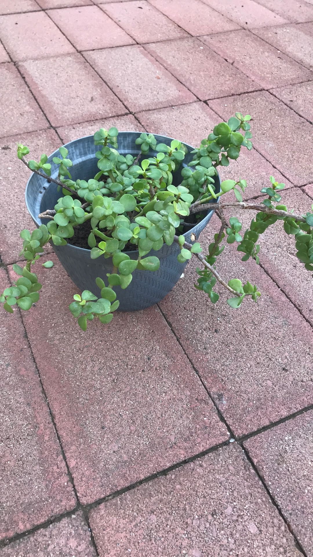 Plant Hade Succulent