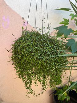 PLANTA CON SU CESTA COLGADA