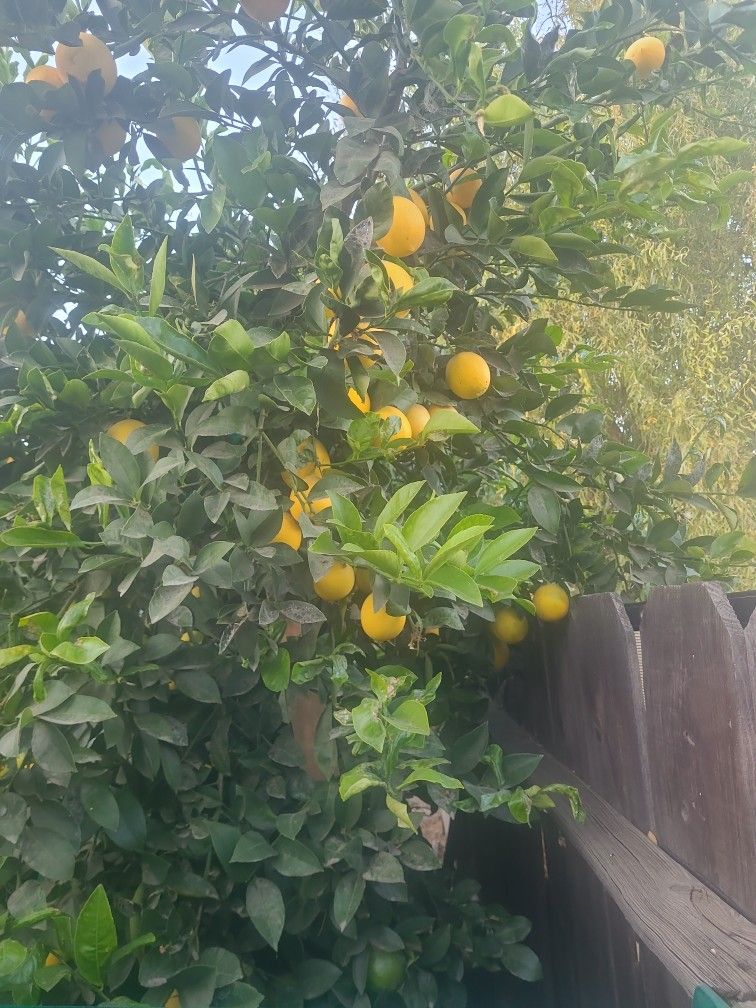 Mayers Lemons Forsale 7 For $1