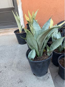 Sansevieria Moonshine Snake Plant