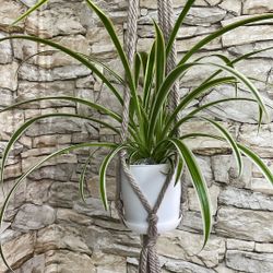 Spider House Plant In Pot With Saucer.